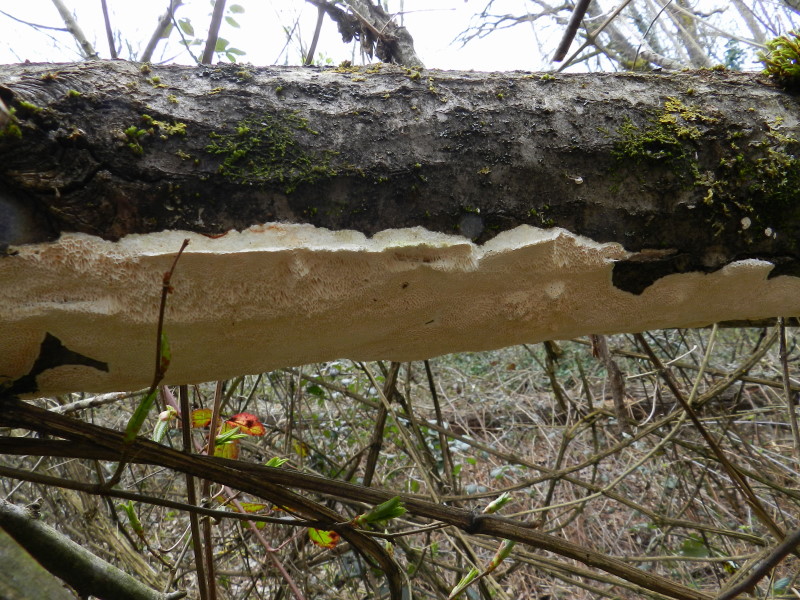 Su salice (Trametes trogii)
